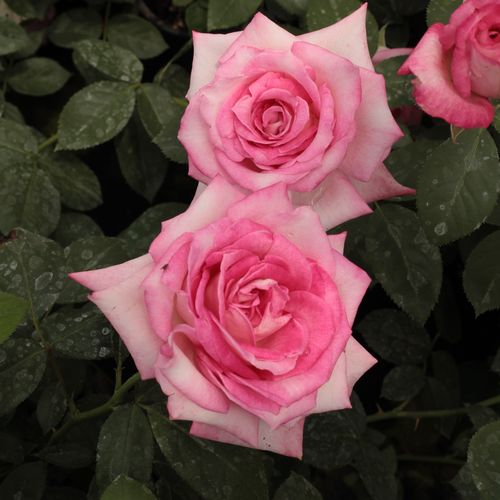 Gärtnerei - Rosa Altesse™ 75 - weiß - rosa - teehybriden-edelrosen - stark duftend - Marie-Louise (Louisette) Meilland - Mäßig intensiver Duft, im geöffneten Zustand sind die Staubblätter in den  kelchförmigen Blüten sichtbar.